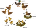 Life cycle of bird. Stages of development of wild duck mallard from egg to duckling and adult bird